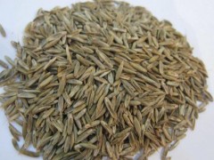 黑麦草种子市场价格多少钱一斤,黑麦草的栽培技