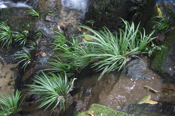 水菖蒲市场价格多少钱一斤 菖蒲有毒吗