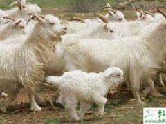 养肉羊赚钱吗?