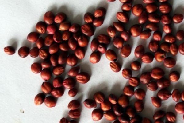 苏丹草种子市场价格多少钱一斤 苏丹草的种植技术