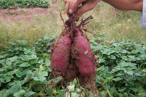 种一亩红薯能赚多少钱？种红薯的成本和利润