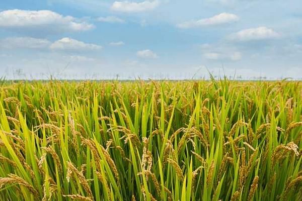 种一亩水稻能赚多少钱？种水稻的成本和利润