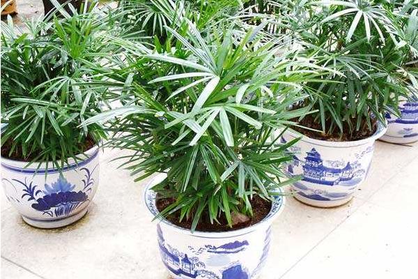 棕竹市场价格多少钱一盆 棕竹盆栽的施肥技巧
