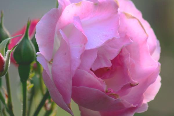 蔷薇花市场价格多少钱一棵 蔷薇盆栽的养殖方法