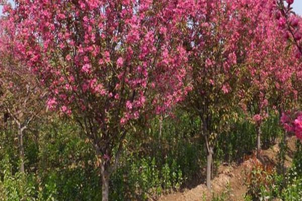西府海棠树市场价格多少钱一棵 西府海棠盆景制作