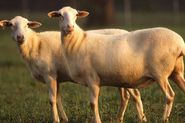 养200只羊赚多少钱？养羊的成本和利润