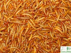 养黄粉虫赚钱吗?