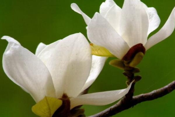 白玉兰树苗市场价格多少钱一颗 白玉兰树怎么种