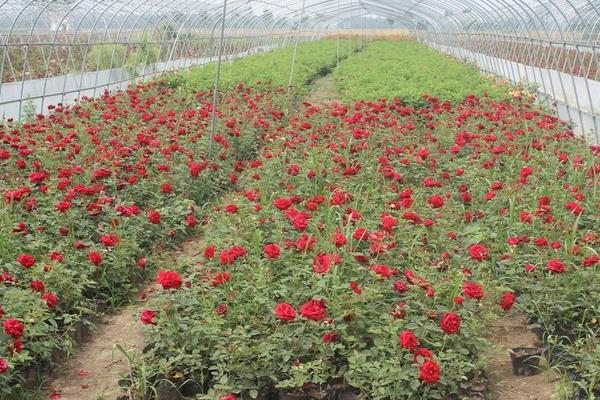 种一亩玫瑰花能赚多少钱？种玫瑰花的成本和利润