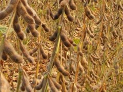 种一亩大豆能赚多少钱?种大豆的成本和利润