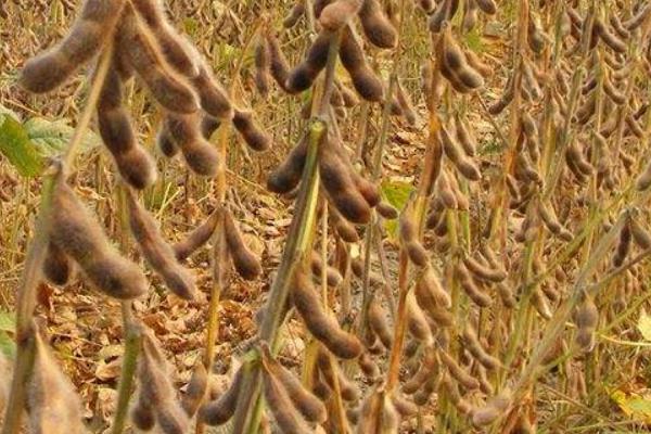 种一亩大豆能赚多少钱？种大豆的成本和利润