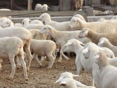 养殖羊国家补贴,领取条件与补贴标准