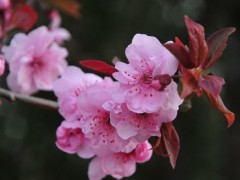樱花种子市场价格多少钱一斤,樱花的繁殖方法
