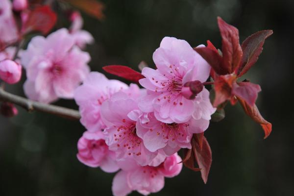 樱花种子市场价格多少钱一斤 樱花的繁殖方法