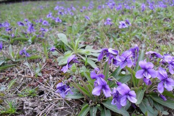 紫花地丁种子市场价格多少钱一斤 紫花地丁的生长习性
