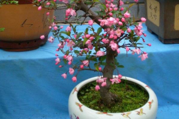 西府海棠树市场价格多少钱一棵 西府海棠盆景制作