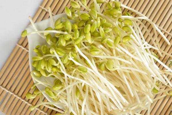 绿豆芽市场价格多少钱一斤
