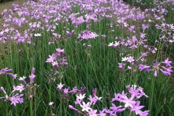 紫娇花种子市场价格多少钱一斤 紫娇花怎么繁殖