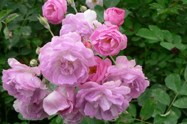 蔷薇花种子市场价格多少钱一斤 蔷薇花种子怎么种