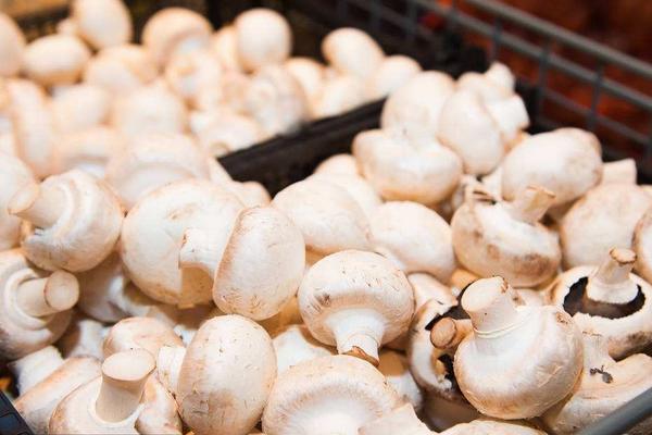 蘑菇市场价格多少钱一斤 蘑菇用法用量