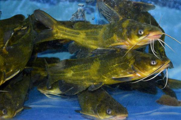 养一亩黄颡鱼能赚多少钱？养黄颡鱼的成本和利润