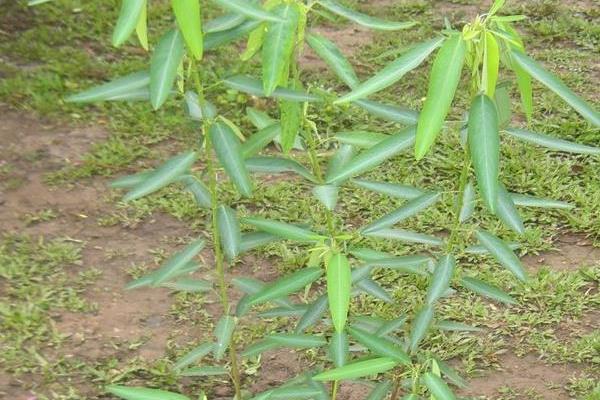 跳舞草市场价格多少钱一盆 跳舞草怎么养