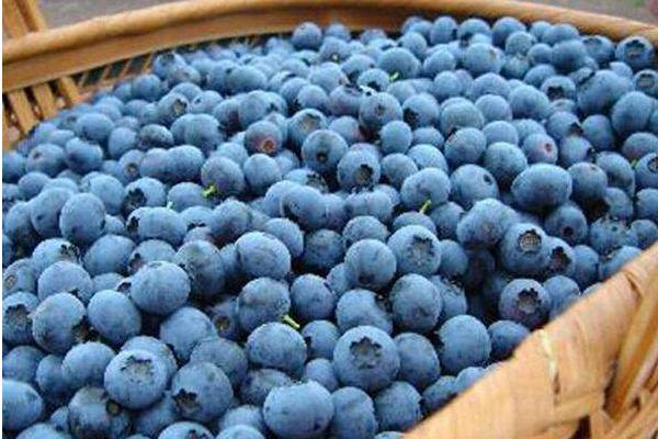 种一亩蓝莓能赚多少钱？种蓝莓的成本和利润