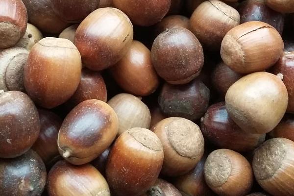 橡树种子市场价格多少钱一斤 橡树种子怎么种