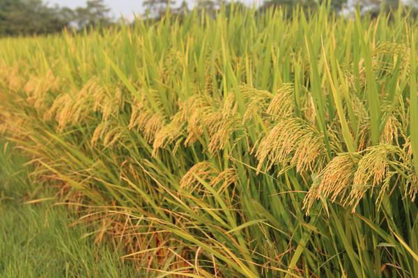种一亩水稻能赚多少钱？种水稻的成本和利润