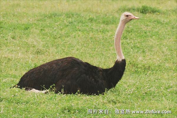 鸵鸟肉多少钱一斤？