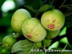 种一亩无花果能赚多少钱?种无花果的成本和利润