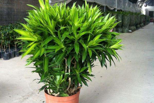 百合竹市场价格多少钱一盆 百合竹的家庭盆栽养护方法