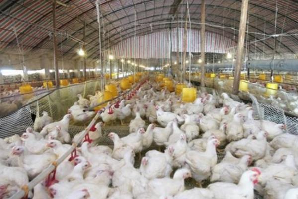 养1000只肉鸡能赚多少钱?养肉鸡的成本和利润