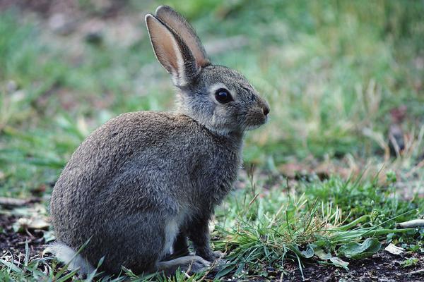 养100只野兔能赚多少钱？养野兔的成本和利润