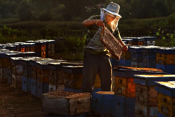 养蜂的利润