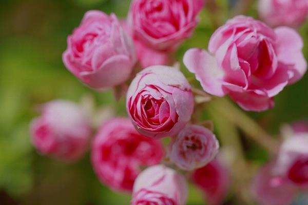 蔷薇花市场价格多少钱一棵 蔷薇盆栽的养殖方法