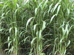 苏丹草种子市场价格多少钱一斤,苏丹草的种植技