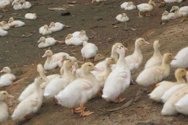 养1000只蛋鸭能赚多少钱？养蛋鸭的成本和利润