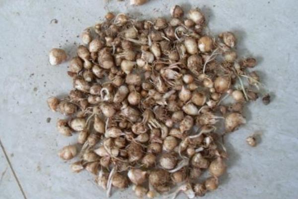 旱半夏种子市场价格多少钱一斤 旱半夏种子的种植技术