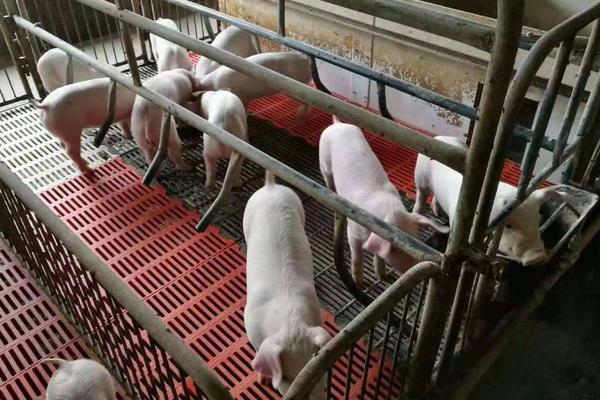 明年（2020）猪价行情怎么样？涨还是跌？