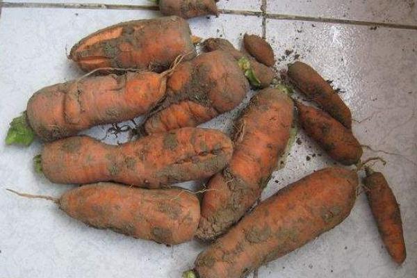 胡萝卜种子价格多少钱一斤