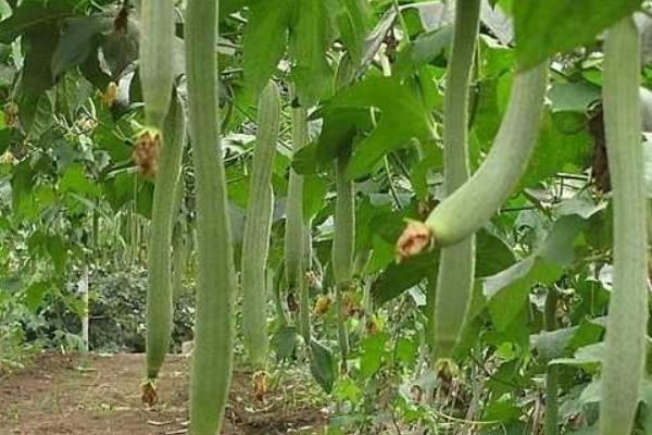丝瓜种子市场价格多少钱一斤