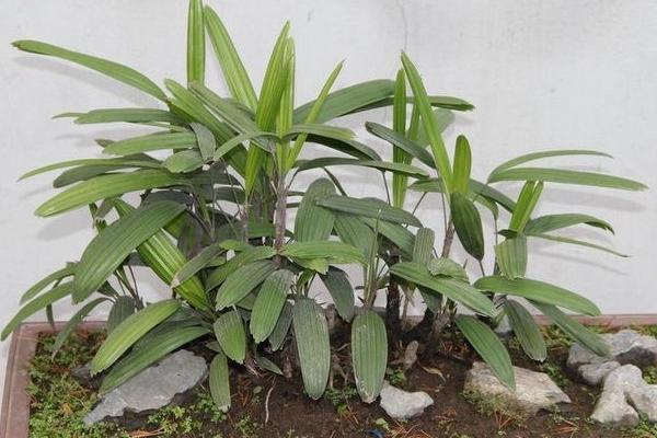 棕竹市场价格多少钱一盆 棕竹盆栽的施肥技巧