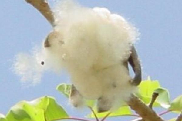 木棉纤维市场价格多少钱一斤 木棉纤维的特点