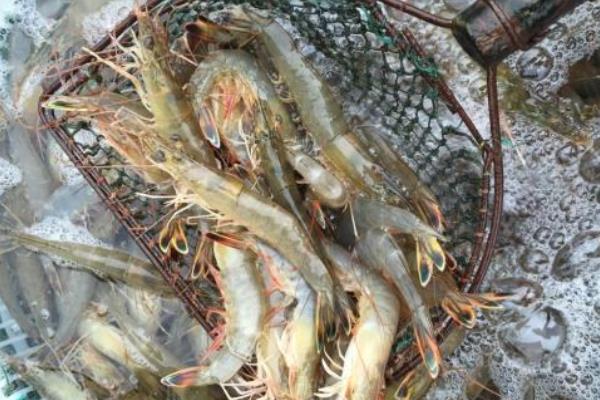 淡水养虾的成本和利润