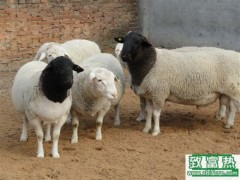 养100只绵羊能赚多少钱?养绵羊的成本和利润