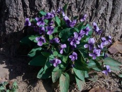 紫花地丁种子市场价格多少钱一斤,紫花地丁的生