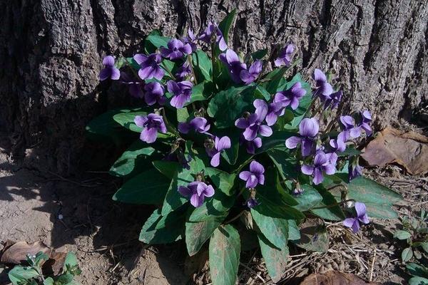 紫花地丁种子市场价格多少钱一斤 紫花地丁的生长习性