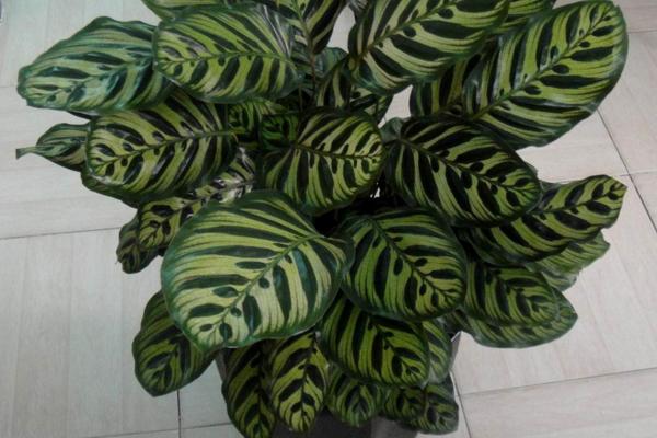 猫眼竹芋市场价格多少钱一盆 猫眼竹芋的繁殖方法