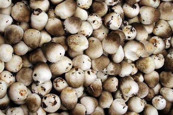 草菇市场价格多少钱一斤 草菇的挑选